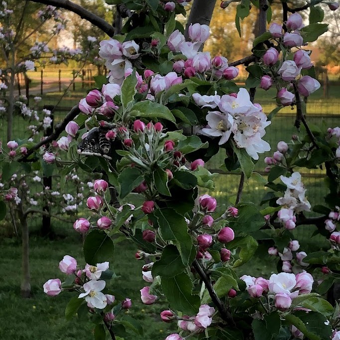 fruitboom voorjaar
