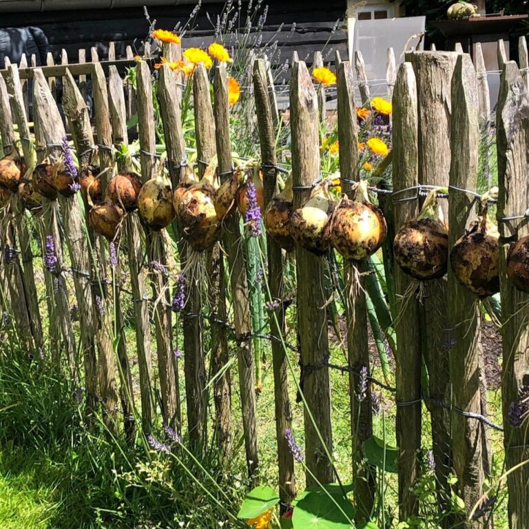 uien drogen (1)