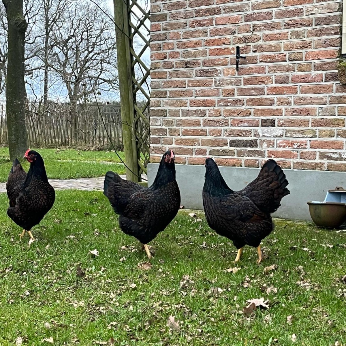 Foto _ producten _eieren_ kip _ site2