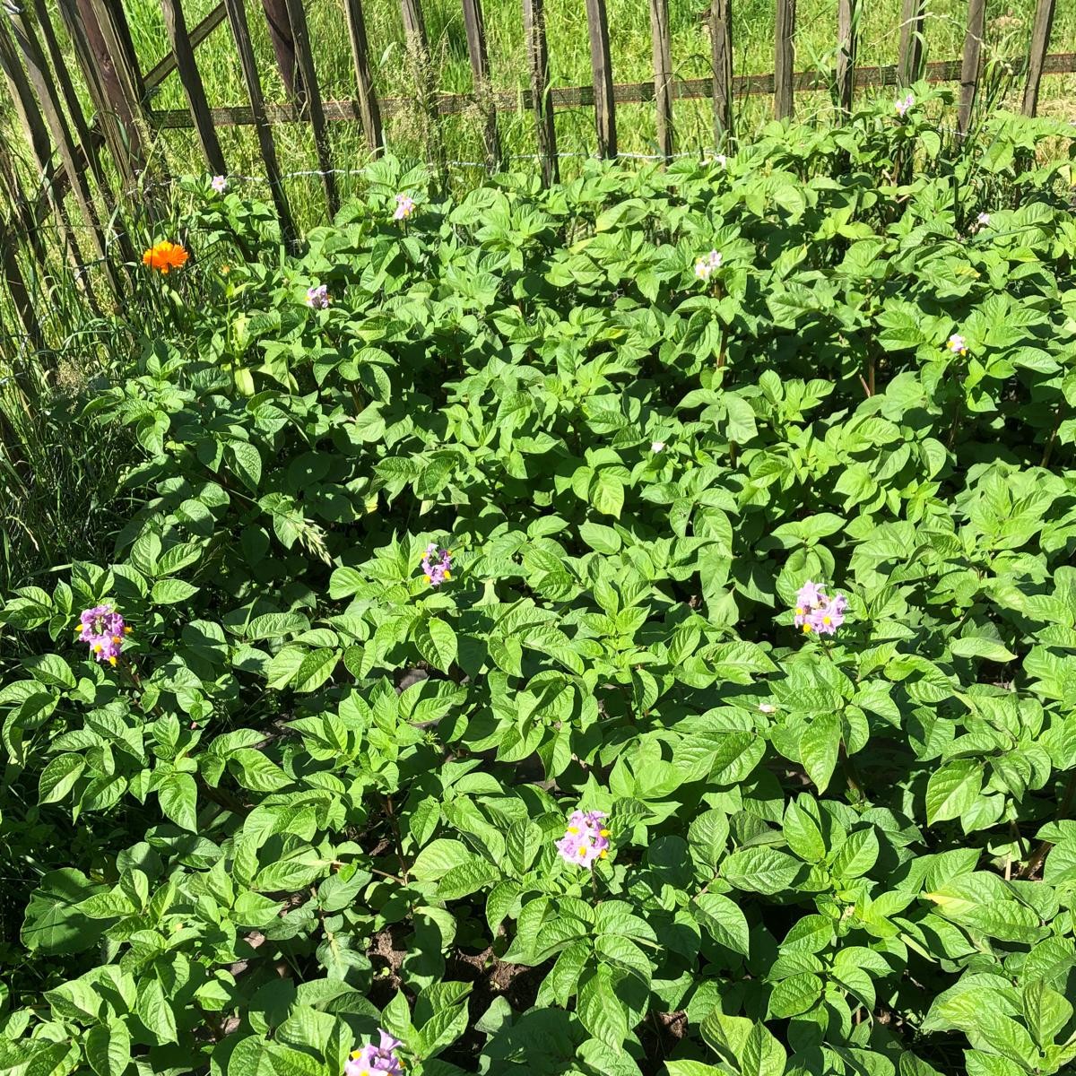 Foto aardappelveld tuin _ site